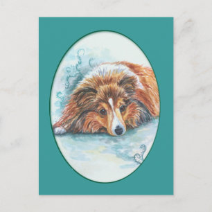 Cartões postais Shetland Sheepdog