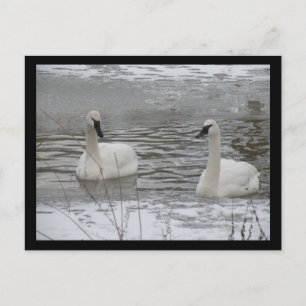 Cartões postais Swan