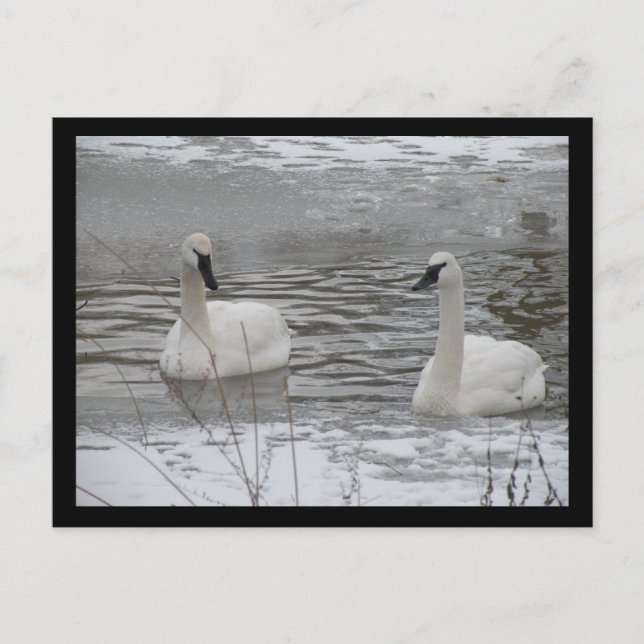 Cartões postais Swan (Frente)