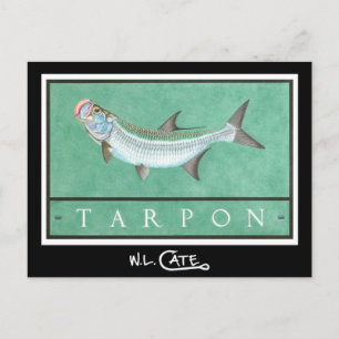 Cartões postais Tarpon