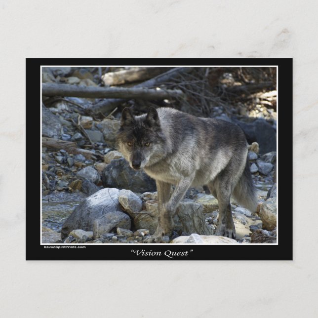 Cartões postais Wolf da cinza (Frente)