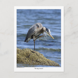 Cartões Postes "Big Scratch"