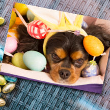 Cartões Rei Charles Spaniel, Cavaleiro de Ovos de 