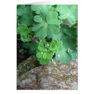 Cartões vazios aquilégias