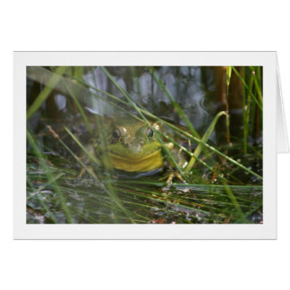 Cartões vazios de sapo de Bull