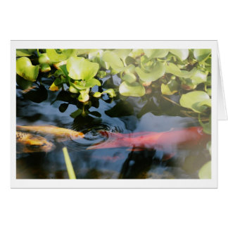 Cartões vazios do peixe dourado