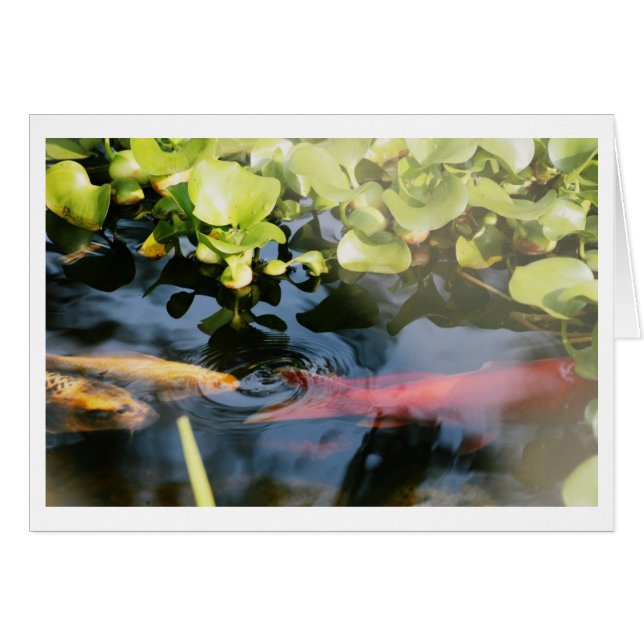 Cartões vazios do peixe dourado (Frente Horizontal)