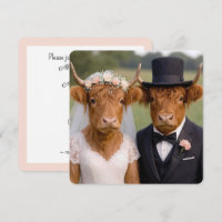 Casamento de Vacas das Terras Altas Escocesas