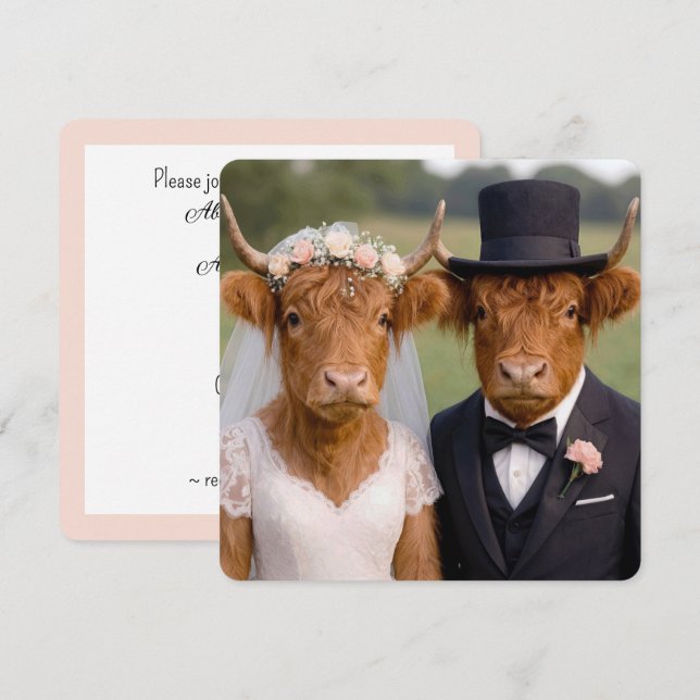Casamento de Vacas das Terras Altas Escocesas (Frente/Verso)