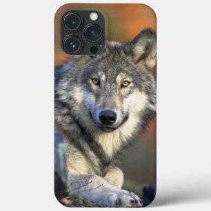 Caso do Wolf Wisdom iPhone/iPad
