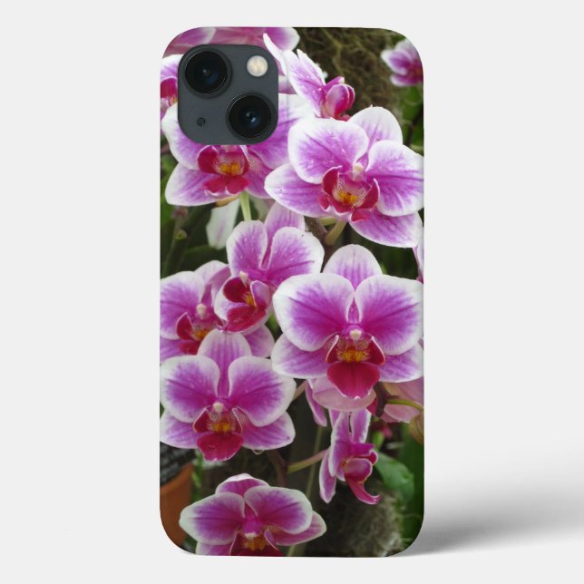 Caso Phalaenopsis Rosa iPhone 13 (Verso)