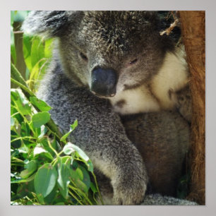 Casual Koala Poster