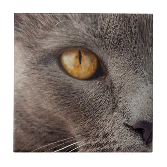 Cat Close-up Decorative Azulejo (Frente)