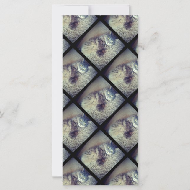 Cat Collage por Shirley Taylor (Frente)