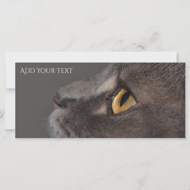 Cat Eye-Macro por Shirley Taylor (Frente)