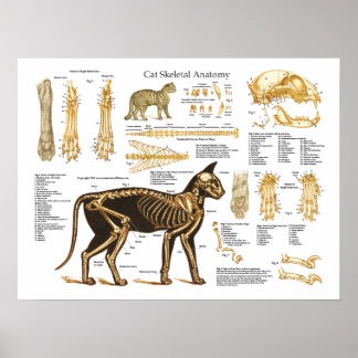 Cat Feline Anatomia Esquelética Poster