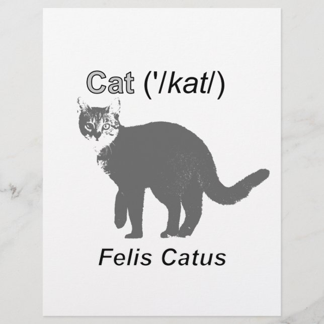 Cat Felis Catus (Frente)