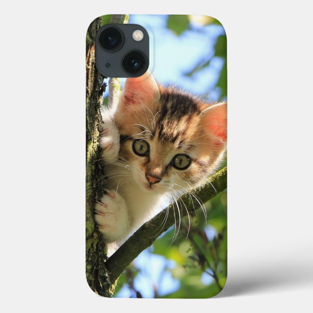 Cat, Natureza, Kitten (Verso)