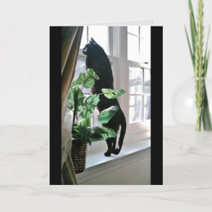 Cat no Cartão de Nota da Janela