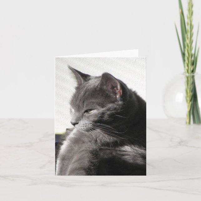 Cat no cartão de nota Sun (Frente)