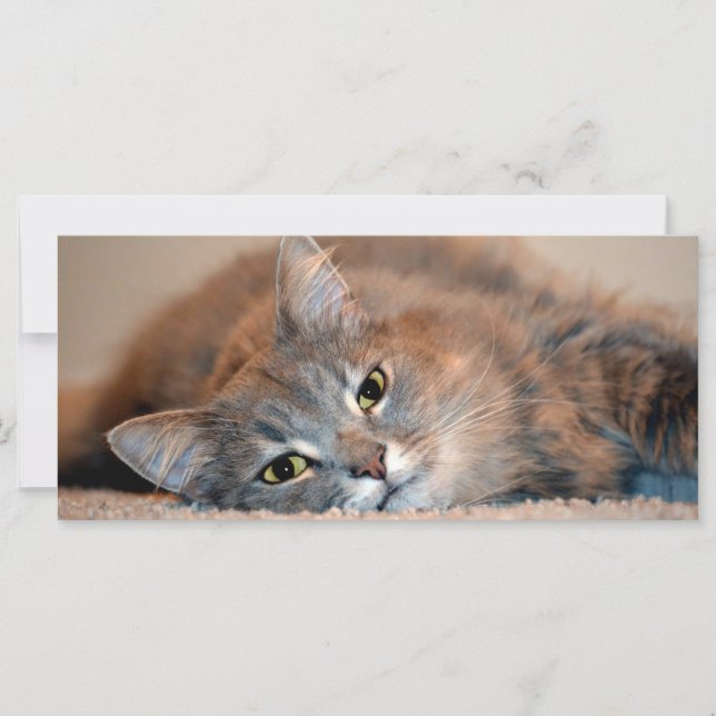 Cat Russo Azul de Cabelo Longo por Shirley Taylor (Frente)