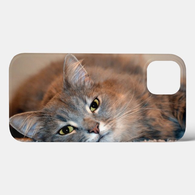 Cat Russo Azul de Cabelo Longo por Shirley Taylor (Verso (horizontal))