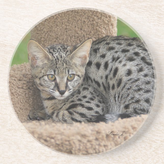 Cat Series — Serval Savannah Cat — Porta copos (Frente)