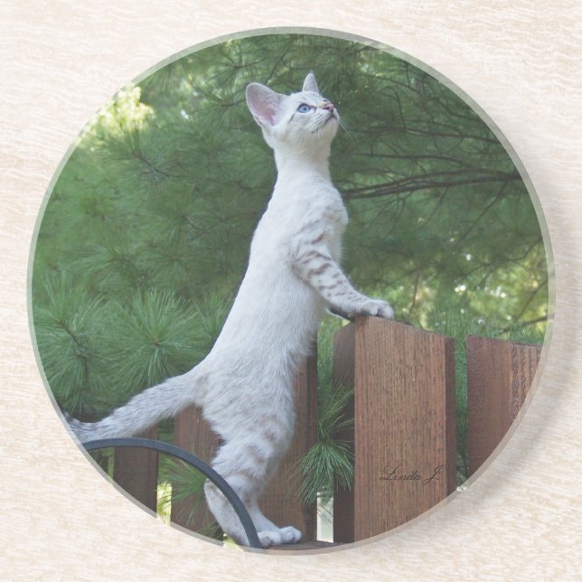 Cat Series — Serval Savannah Cat — Porta copos (Frente)