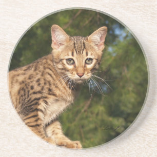 Cat Series — Serval Savannah Cat — Porta copos
