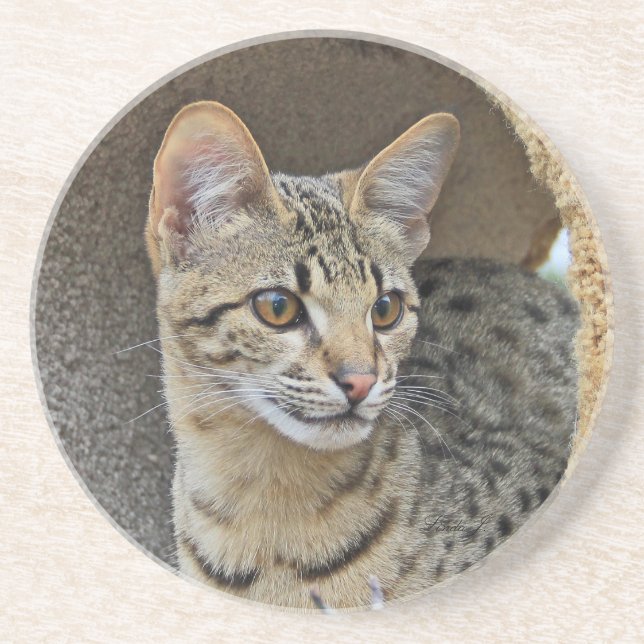 Cat Series — Serval Savannah Cat — Porta copos (Frente)