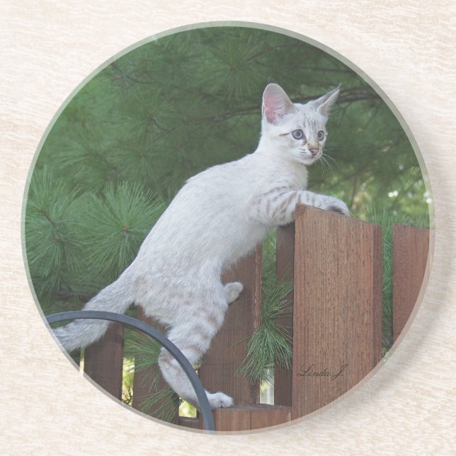 Cat Series — Serval Savannah Cat — Porta copos (Frente)