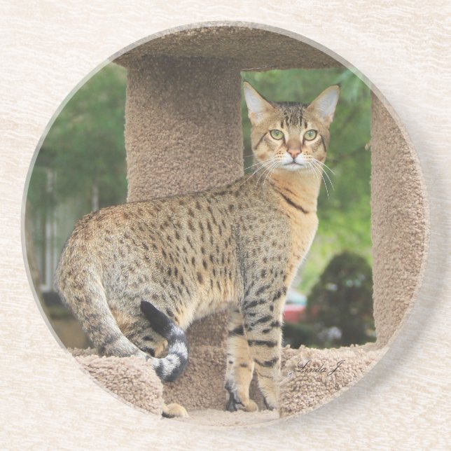 Cat Series — Serval Savannah Cat — Porta copos (Frente)