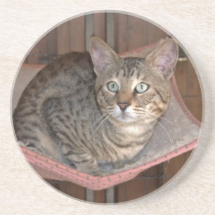 Cat Series — Serval Savannah Cat — Porta copos