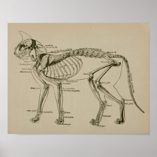 Cat Skeleton Anatomia Vintage Impressão veterinári