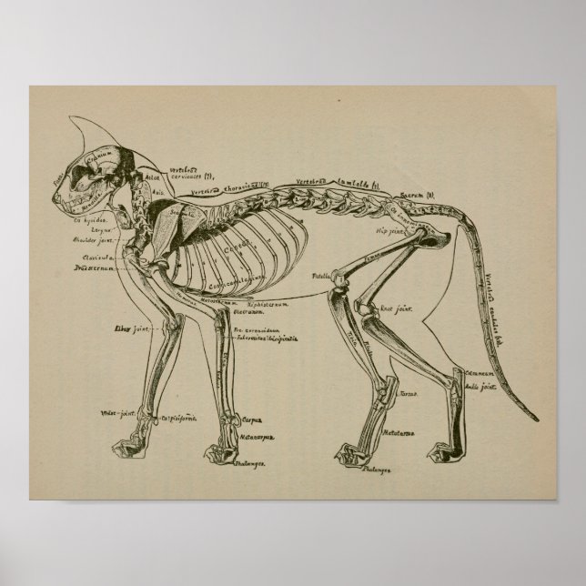 Cat Skeleton Anatomia Vintage Impressão veterinári (Frente)