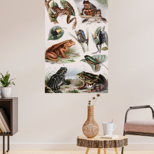 Catálogo de sapo de Poster