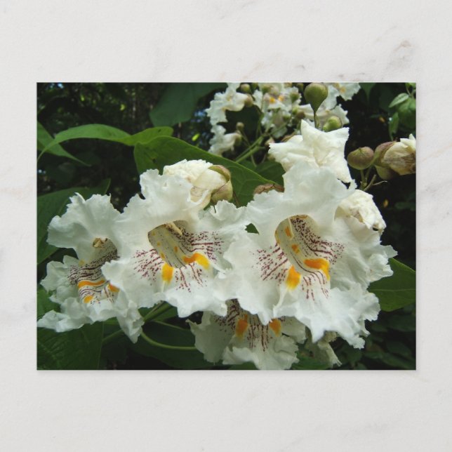 Catalpa floresce ~ cartão postal (Frente)