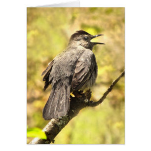 Catbird Cantando Seu Cartão De Vazio De Música