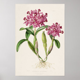 Cattleya skinneri por Bateman Orchid Impressão