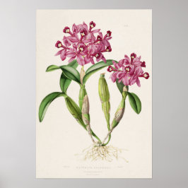 Cattleya skinneri por Impressão de Orquídea de Bat