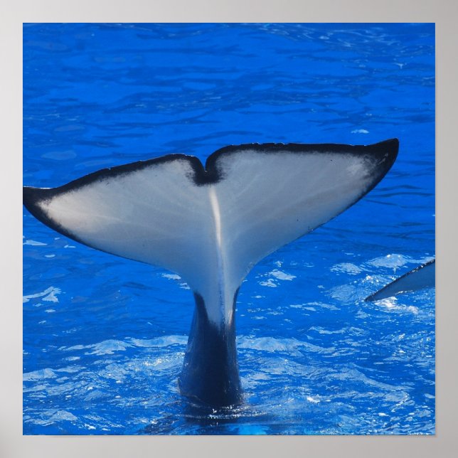 Cauda de um Poster de baleia (Frente)