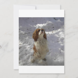 cav na neve