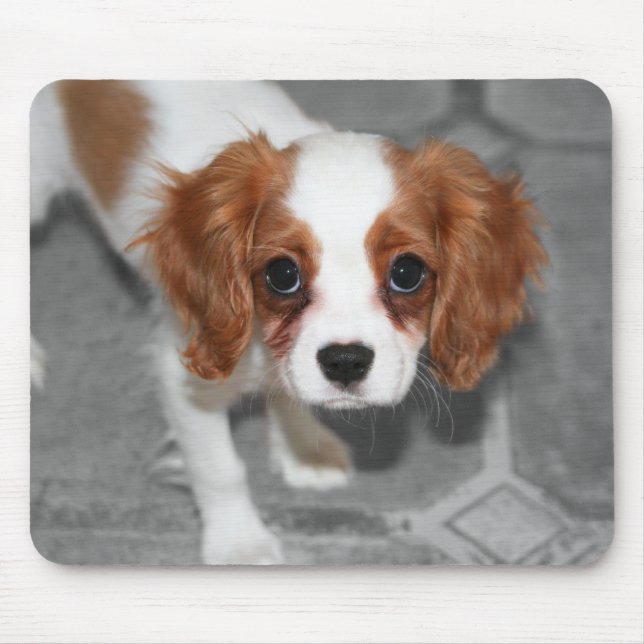 Cavalier King Charles Spaniel Filhote Mousepad (Frente)