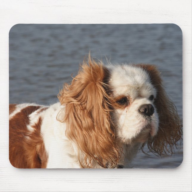 Cavalier King Charles Spaniel na Mousepad da Praia (Frente)