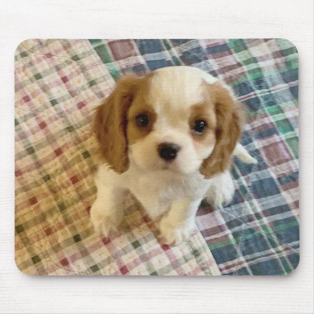 Cavalier Spaniel Puppy Mousepad (Frente)