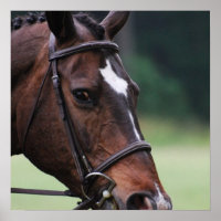 Cavalo Árabe com Branco na Face Poster