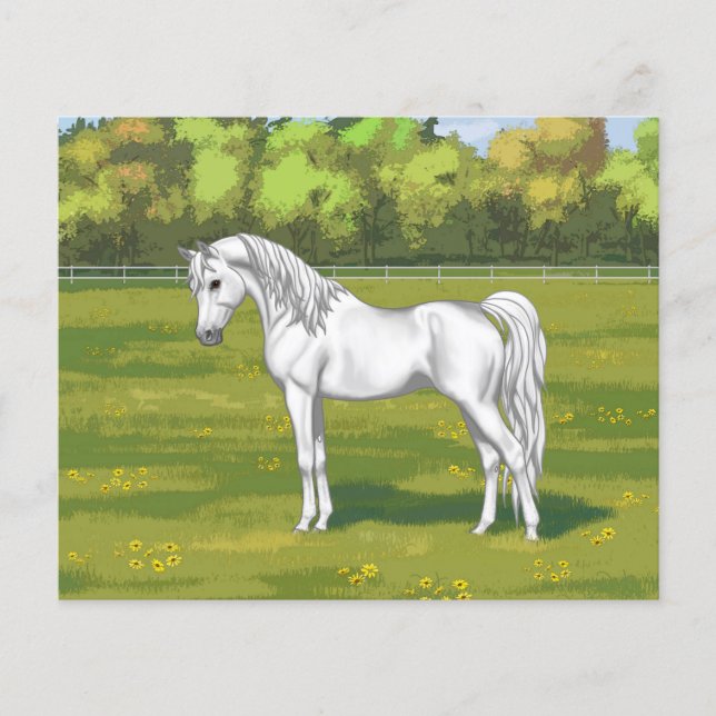 Cavalo Árabe Egípcio Branco na Pastura de Verão (Frente)