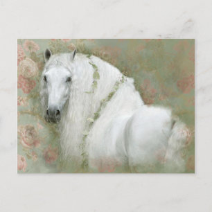 Cavalo Branco - Cartão Postal