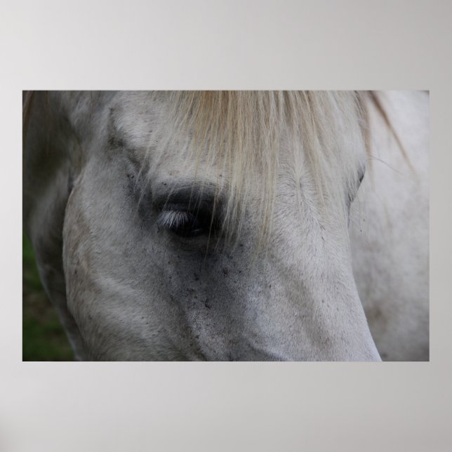 Cavalo Branco da Sabedoria - Poster (Frente)