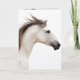 Cavalo Branco Executa Cartão de Saudação de Cavalo